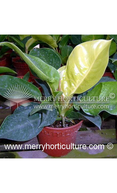 Philodendron apple green1